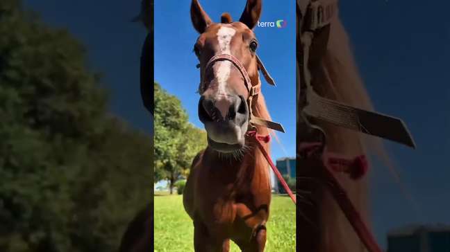 Veja como está o Cavalo Caramelo dois anos após as enchentes que atingiram o RS #shorts