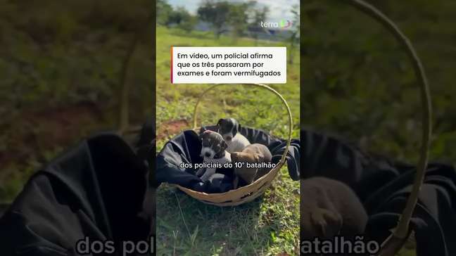 Filhotes de cachorro abandonados em lixão são resgatados pela PM no DF #shorts