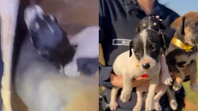 Filhotes de cachorro abandonados em lixão são resgatados pela PM no DF
