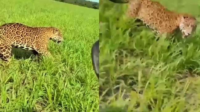 Onça-pintada corre ao lado de fazendeiro em lavoura em Mato Grosso
