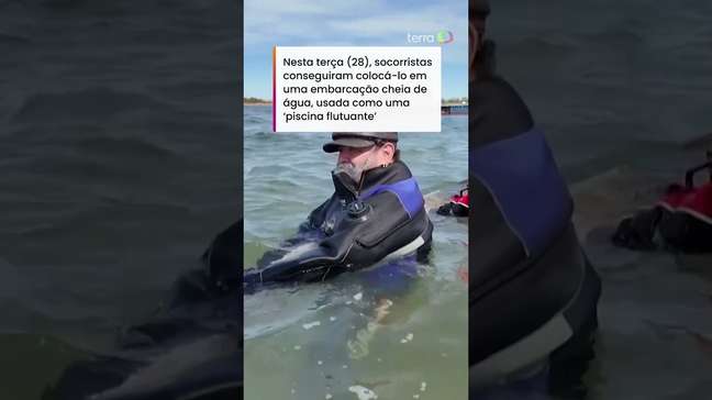 Baleia que ficou encalhada por semanas é resgatada na Alemanha e segue para o mar aberto #shorts