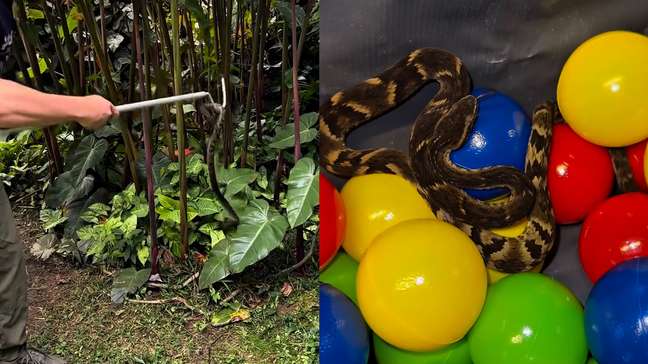 Veja o momento em que jararaca é resgatada de piscina de bolinhas de restaurante na Grande SP