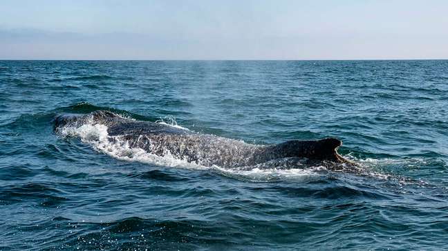 Baleia-jubarte que ficou encalhada por semanas é resgatada na Alemanha e está a caminho do mar aberto