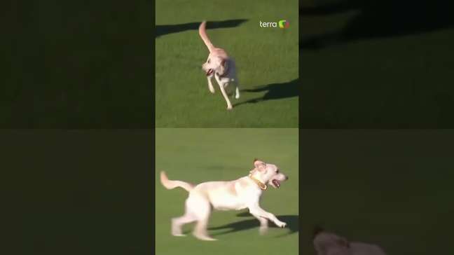 Cachorro invade campo durante partida na Argentina #shorts