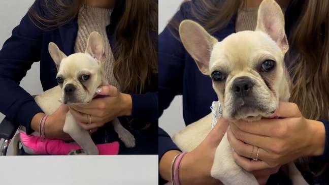 Cachorrinha que ingeriu pedras de crack recebe alta da UTI e será adotada por PM que fez o resgate