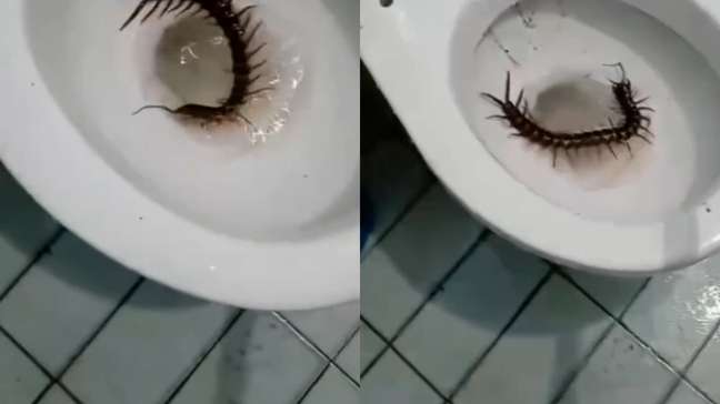 Lacraia gigante é encontrada por turista em privada de hotel na Colômbia: 'Sempre verifico antes de sentar'