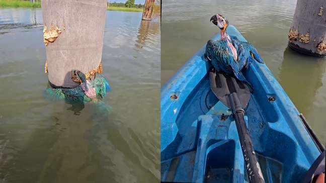 Pescador grava regaste de filhote de arara-canindé ilhado em área alagada de Rondônia