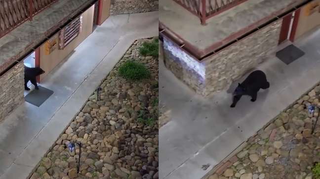 Urso vai ao banheiro de hotel, fica preso e é solto por policiais; veja