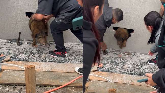 Cadela é resgatada de dentro de parede após desaparecer por 10 dias no Paraná