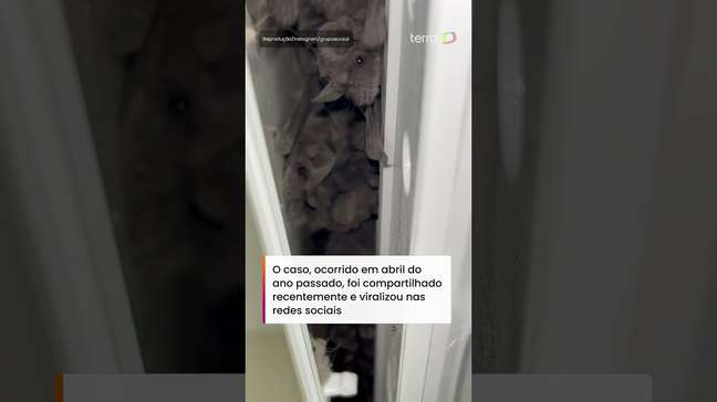 Colônia de morcegos é encontrada dentro de ar-condicionado durante manutenção no RS #shorts