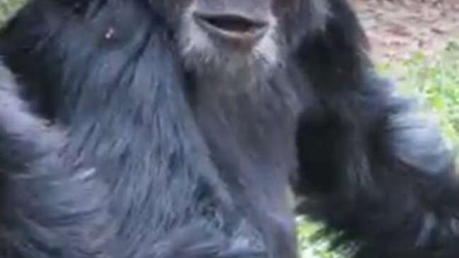 A primeira 'guerra civil' entre chimpanzés registrada por cientistas