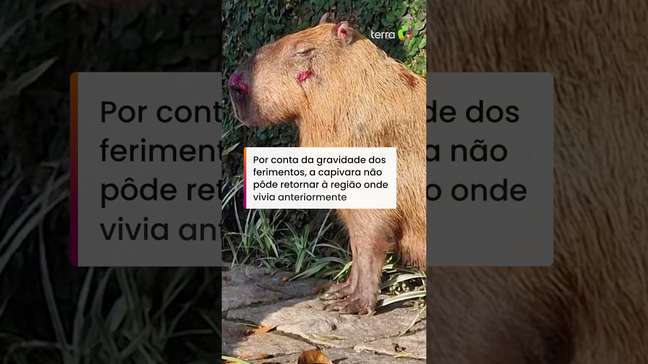 Capivara espancada por grupo de homens no RJ é devolvida à natureza após dois meses de tratamento