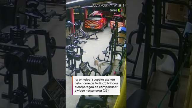 Cãozinho invade quartel e 'rouba' sanduíche de bombeiro no Ceará #shorts