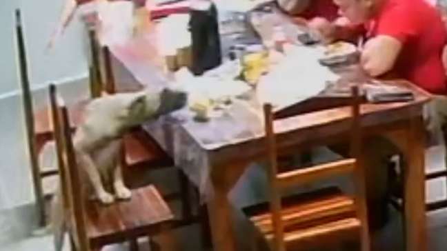 Cãozinho invade quartel e ‘rouba’ sanduíche de bombeiro no Ceará