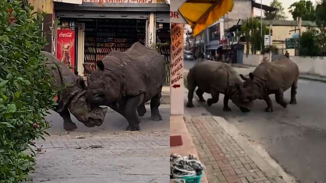 Rinocerontes brigam no meio da rua no Nepal e assustam turistas