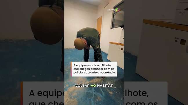 Polícia recebe chamado para resgatar gato, mas é surpreendida ao encontrar jaguatirica #shorts