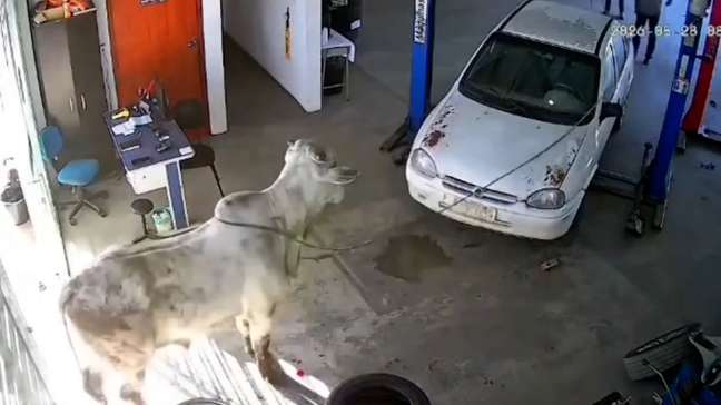Vídeos mostram boi invadindo oficina mecânica após carreta tombar em MG