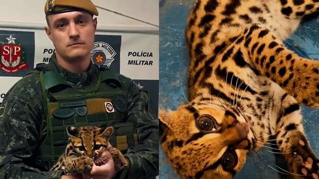 Polícia recebe chamado para resgatar gato em SP, mas é surpreendida ao encontrar jaguatirica