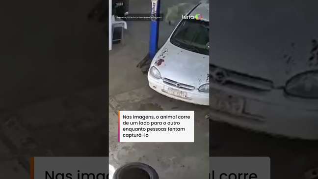 Boi invade oficina mecânica e causa correria de funcionários em MG #shorts