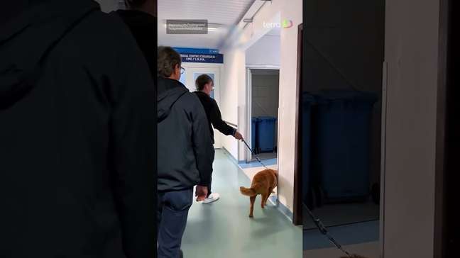 Jovem com tumor cerebral recebe visita do cachorro no hospital e emociona web #shorts