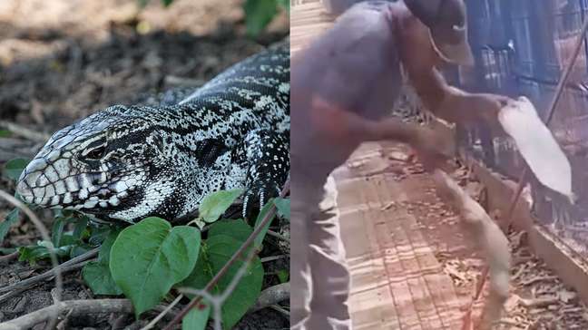 Vídeo mostra ataque de lagarto que levou trabalhador a perder parte do dedo em MT