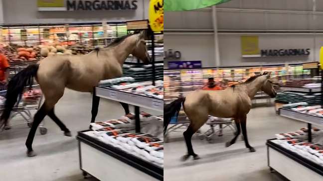 Cavalo é flagrado trotando em supermercado no Recife e viraliza