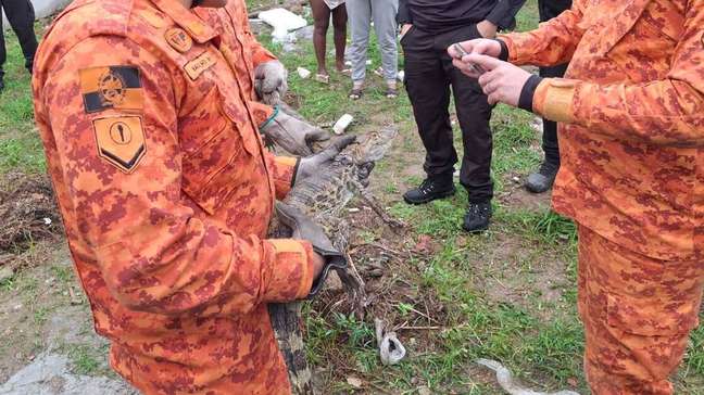 Polícia encontra criadouro de jacarés em operação contra o tráfico de drogas em Belford Roxo