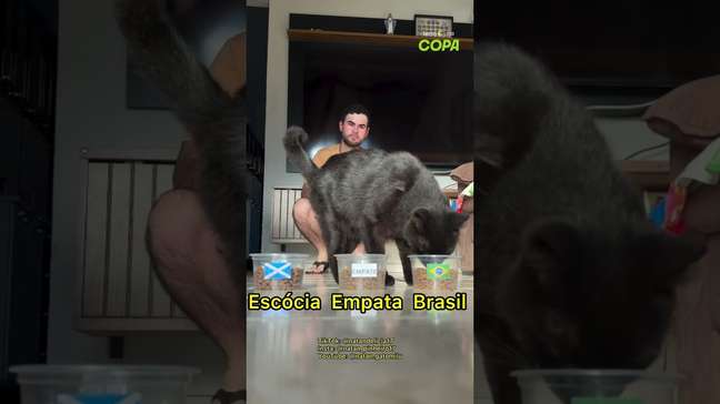 Gato 'vidente' prevê vitória do Brasil contra Escócia e tenta terceiro acerto seguido #shorts