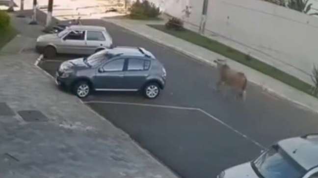 Homem é atingido por boi solto em rua de Minas Gerais; câmeras registram momento