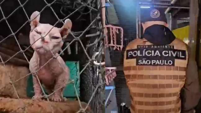 Polícia resgata 141 cães e gatos domésticos em situação de maus-tratos em São Paulo