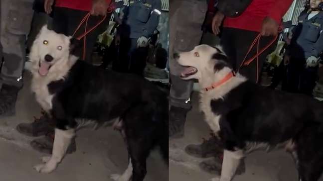 Cachorro de resgate ajuda a salvar homem preso sob escombros após terremotos na Venezuela