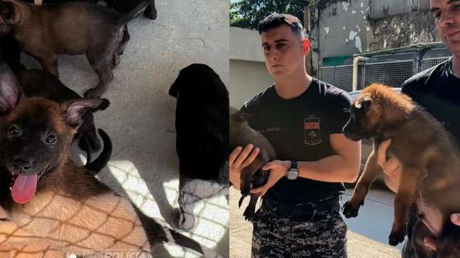 Vídeo mostra treinamento dos novos filhotes do Batalhão de Ações com Cães da PM no Rio