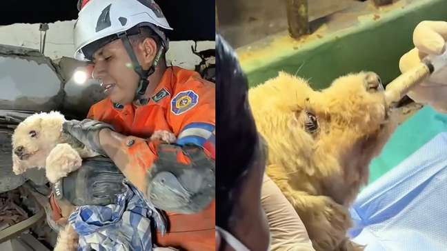 Cadelinha presa sob escombros de terremotos na Venezuela é resgatada após operação de cinco horas