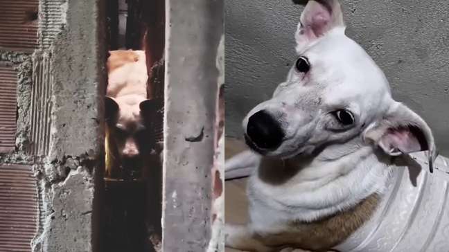 Cadela fica presa entre paredes e é resgatada por bombeiros após se assustar com fogos durante jogo