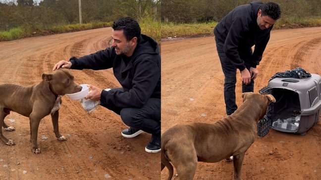 Pitbull abandonado é resgatado após dias enfrentando frio no Rio Grande do Sul