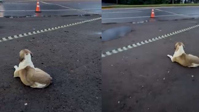 Cão comove ao permanecer ao lado de corpo de vítima de atropelamento no RS