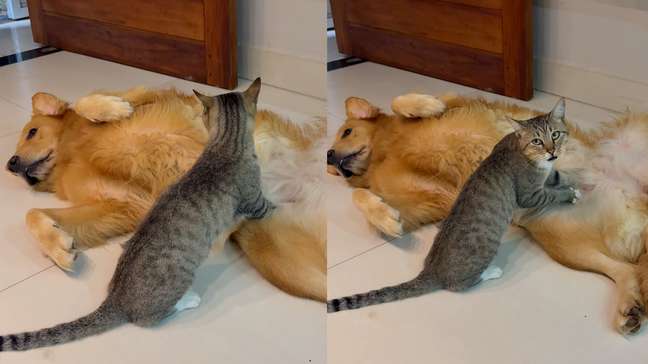 Amizade de milhões: gatinho de rua faz massagem em golden retriever