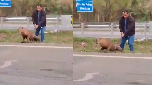 Homem é flagrado puxando onça-parda pelo rabo em rodovia no interior de SP