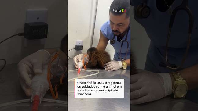 Filhote de macaco-prego é resgatado e recebe tratamento após ser atropelado em estrada #shorts