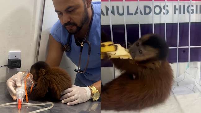Filhote de macaco-prego é resgatado e recebe tratamento após ser atropelado em estrada no Pará