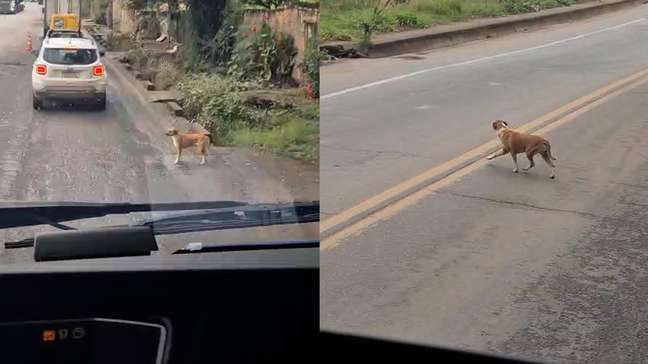 Caminhoneiro deixa cachorro passar em meio ao trânsito de rodovia em MG