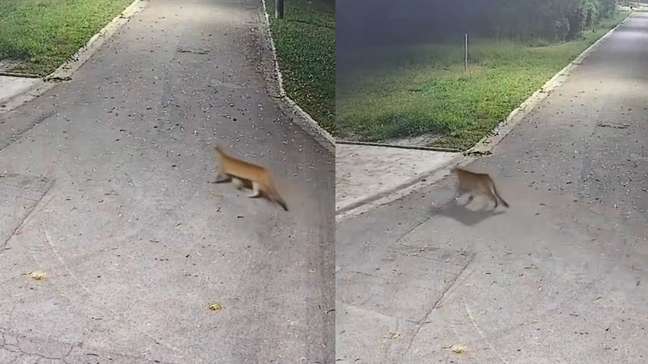 Onça-parda é flagrada caminhando por avenida na Grande SP