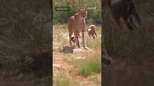 Sete filhotes de guepardo nascem em zoológico no Reino Unido em projeto de conservação #shorts