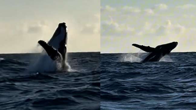 Vídeo mostra baleia-jubarte fazendo acrobacias no mar de Maracaípe, em Pernambuco