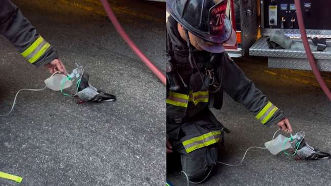 Bombeiros usam máscara de oxigênio em pombo que passou mal após inalar fumaça nos EUA