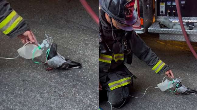 Bombeiros usam máscara de oxigênio em pombo que passou mal após inalar fumaça nos EUA
