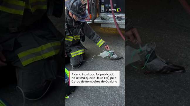 Bombeiros usam máscara de oxigênio em pombo que passou mal após inalar fumaça nos EUA #shorts