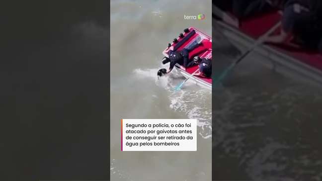 Cachorro desaparecido é resgatado após ser encontrado nadando na Baía de São Francisco #shorts
