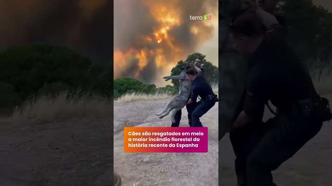 Cães são resgatados em meio a maior incêndio florestal da história recente da Espanha #shorts