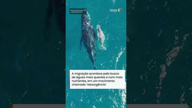 Filhote de baleia-franca dá saltos ao lado da mãe e encanta moradores de Arraial do Cabo #shorts